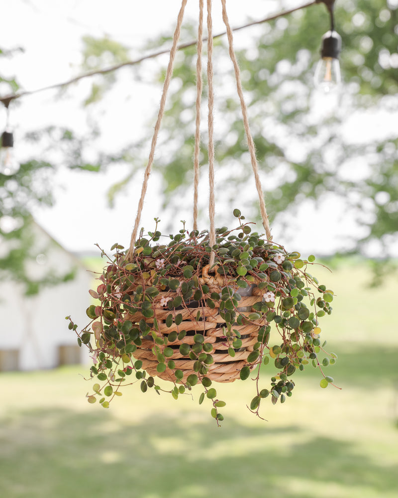 Hanging Water Hyacinth Planters