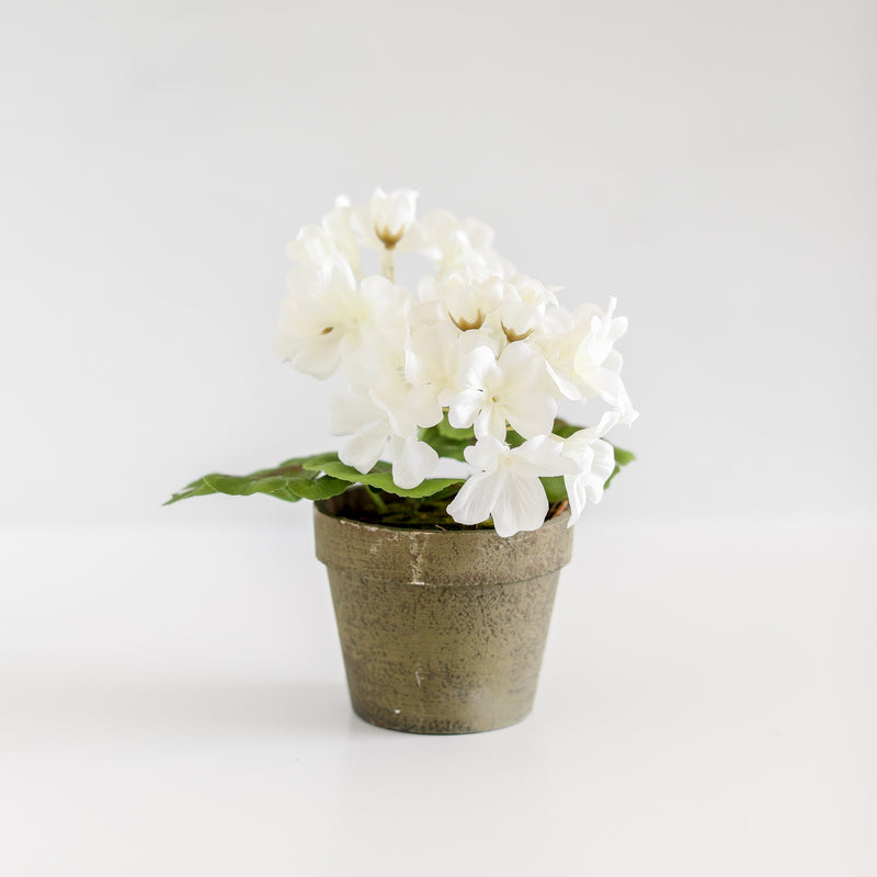 White Potted Geranium