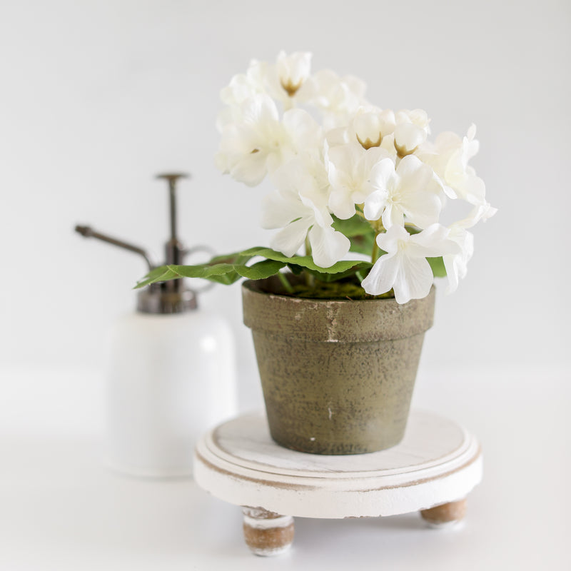 White Potted Geranium