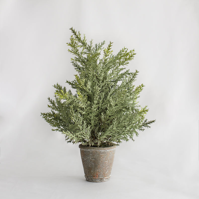 Potted Blue Spruce Tree